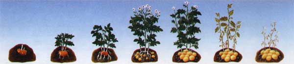 crescita della patata